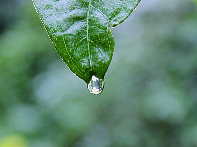 诗经草木疏<br>qyw0fsis.cn 蒹葭苍苍白露